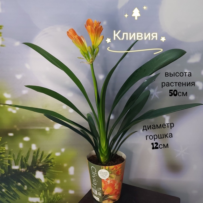 Кливия миниата