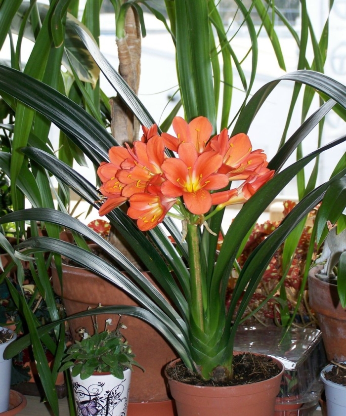 Кливия уход и выращивание в домашних условиях