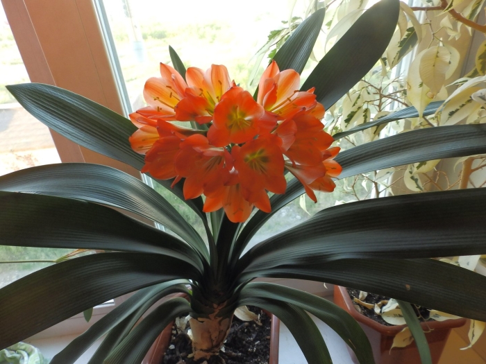 Кливия киноварная