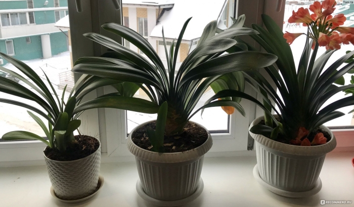 Кливия цветок уход в домашних условиях