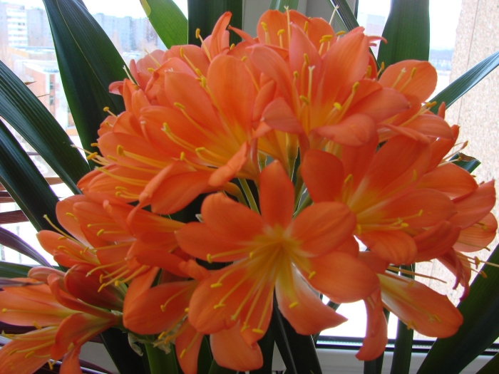 Комнатный цветок кливия