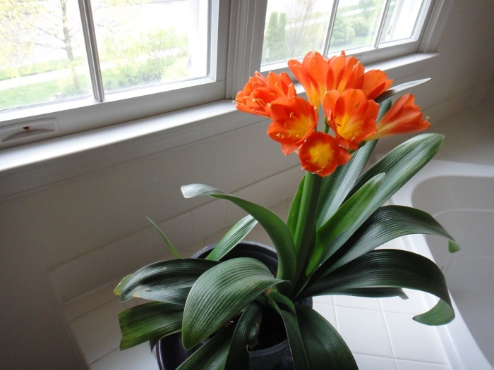 Кливия киноварная