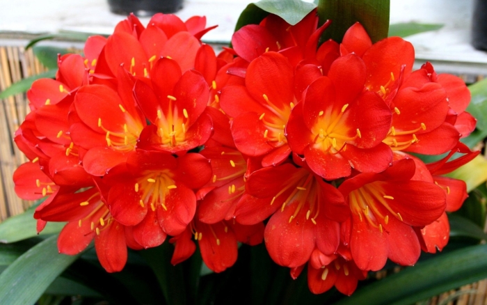 Комнатное растение кливия