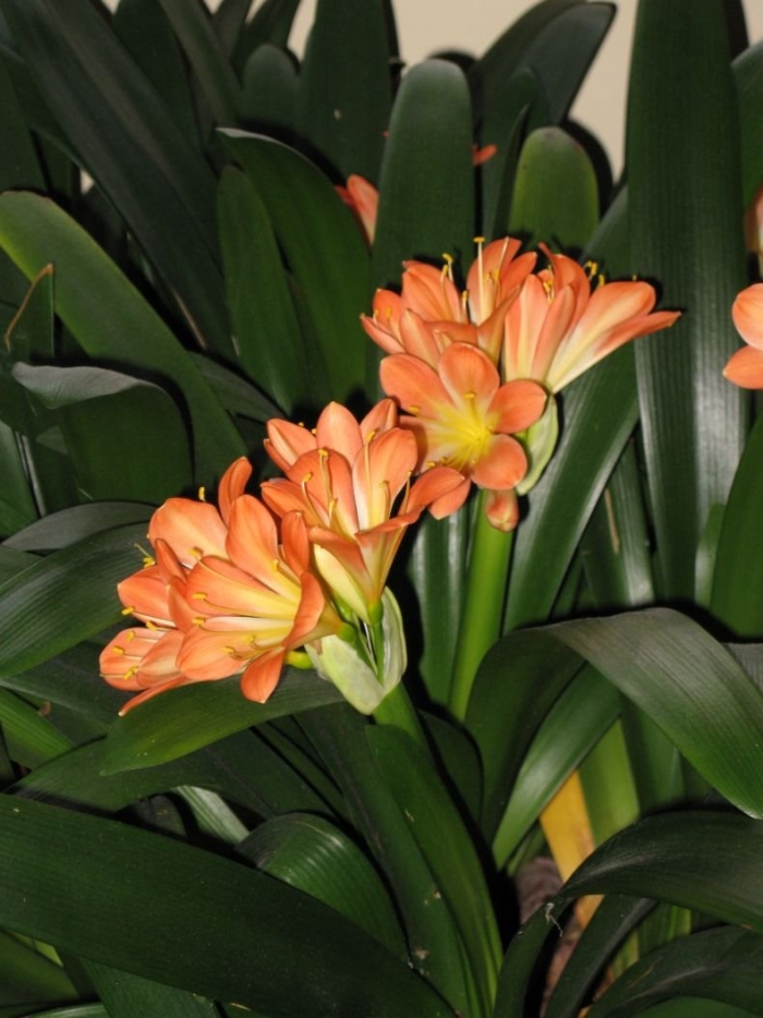 Кливия уход в домашних условиях