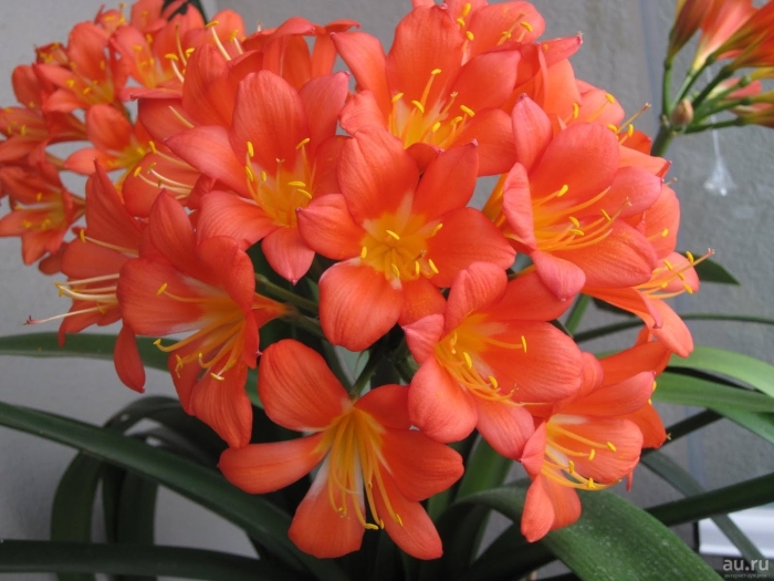 Кливия киноварная