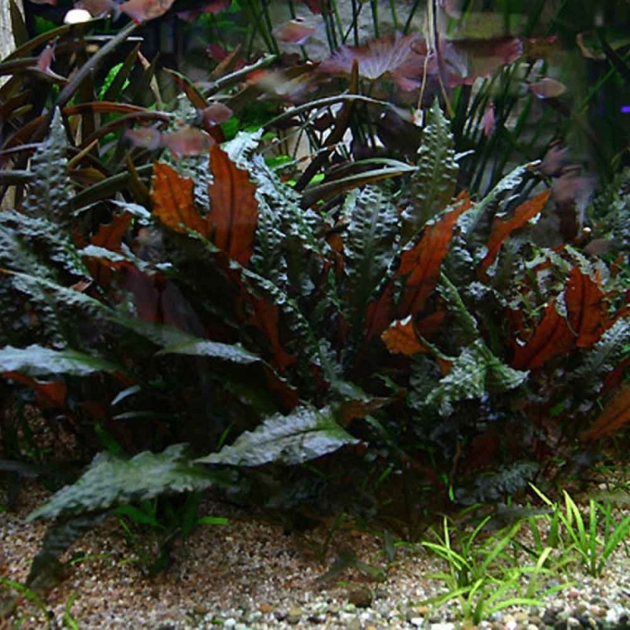 Криптокорина вендта ми ойя