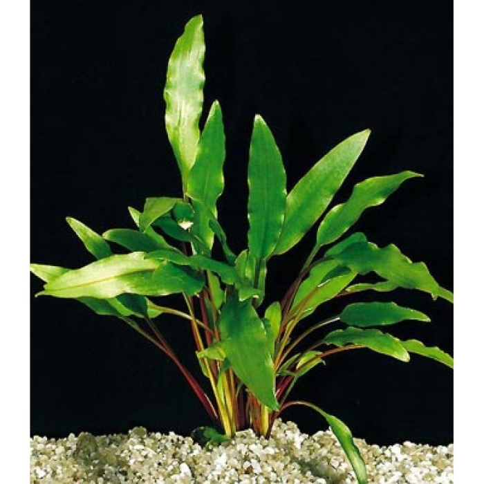 Криптокорина валкера