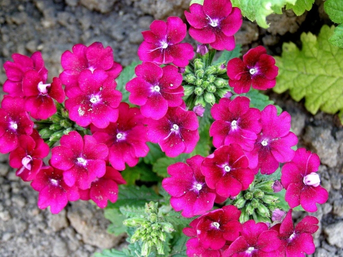 Вербена однолетняя