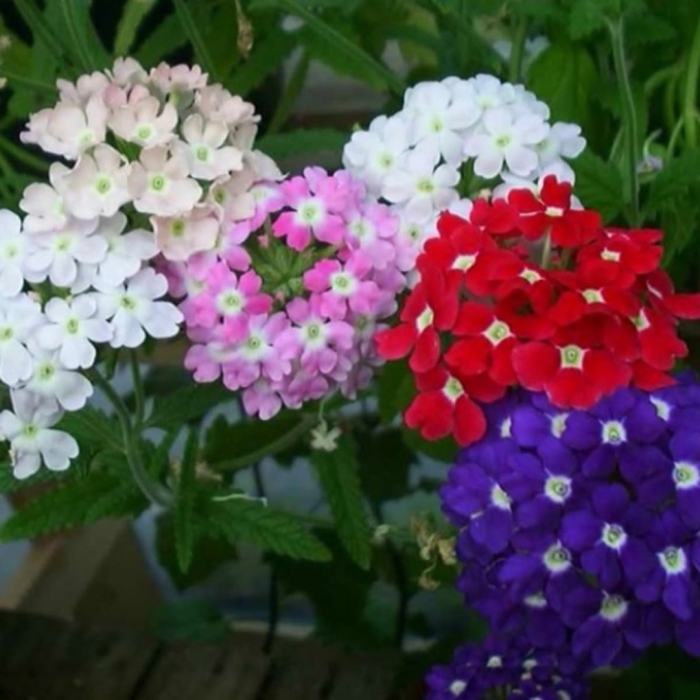 Вербена гибридная идеал