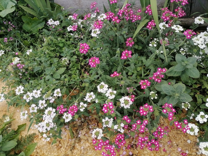 Вербена многолетняя лантана