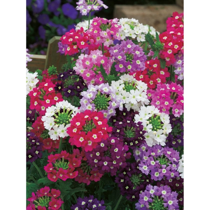 Вербена тускани