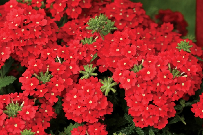 Вербена ампельная красная