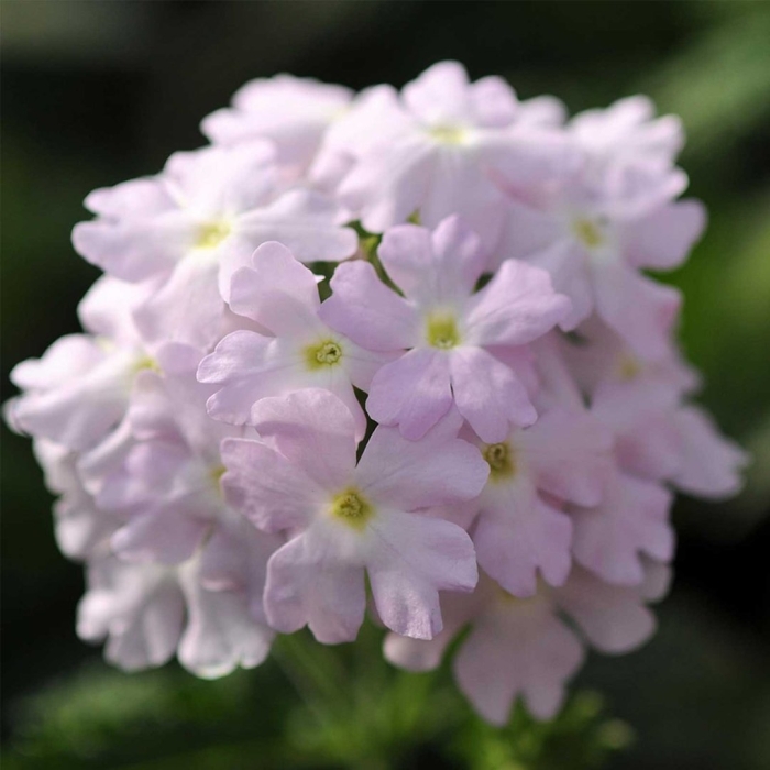 Вербена кварц