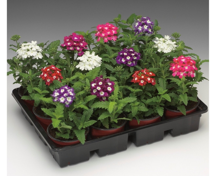 Вербена кварц микс