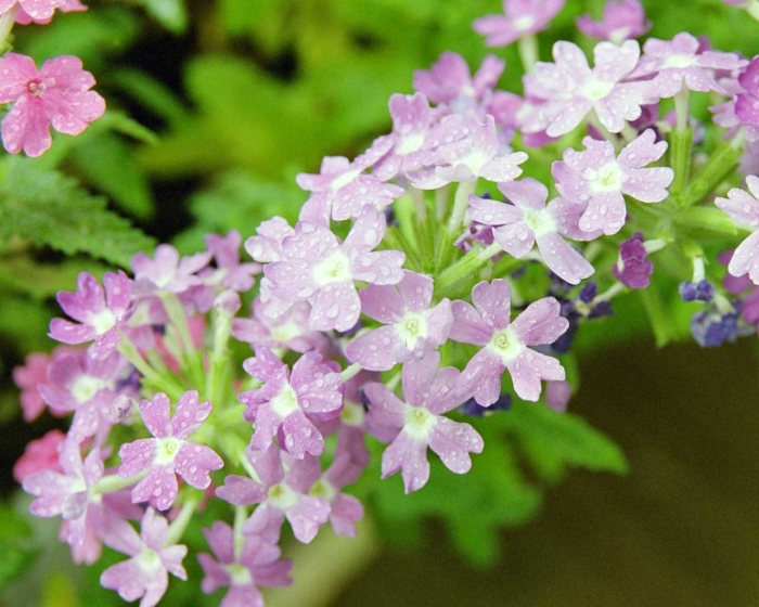 Вербена цветок