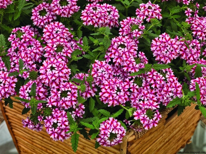 Вербена lanai candy cane