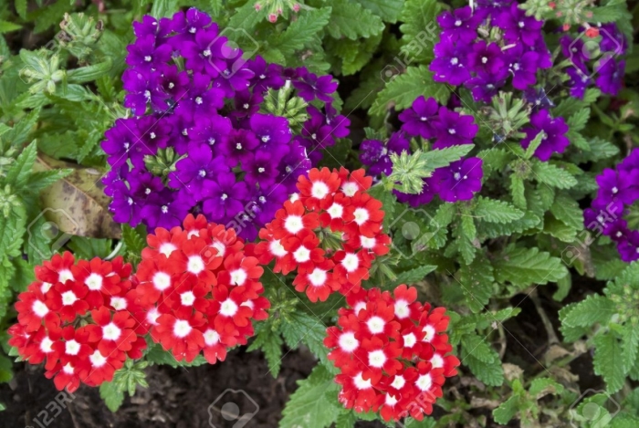 Вербена кварц парпл