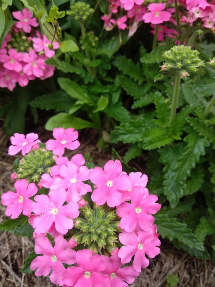 Вербена метельчатая