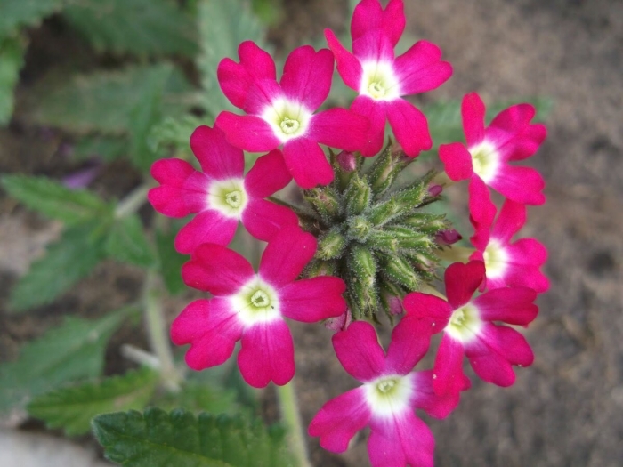 Вербена красная