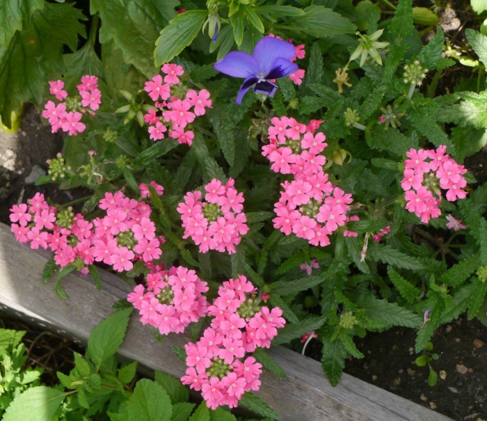 Вербена lindolena pink