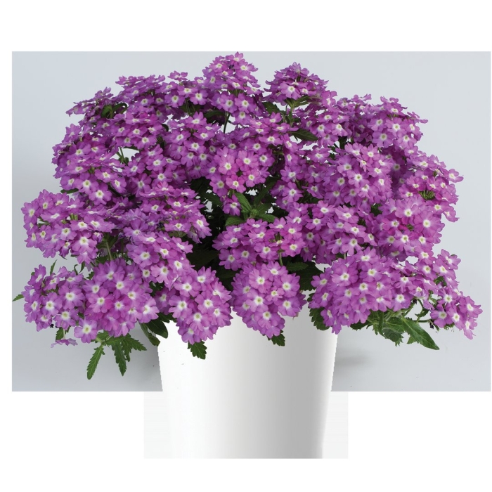 Вербена empress flair purple eye