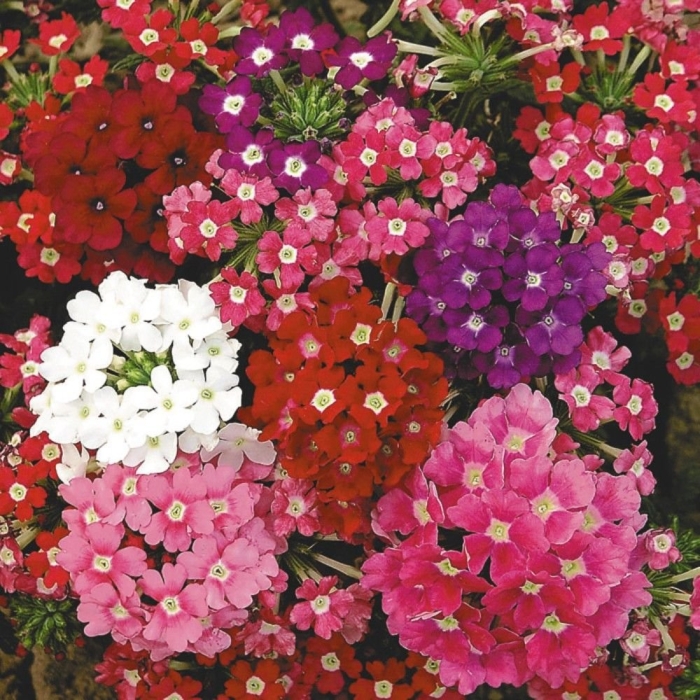 Вербена триумф гибридная