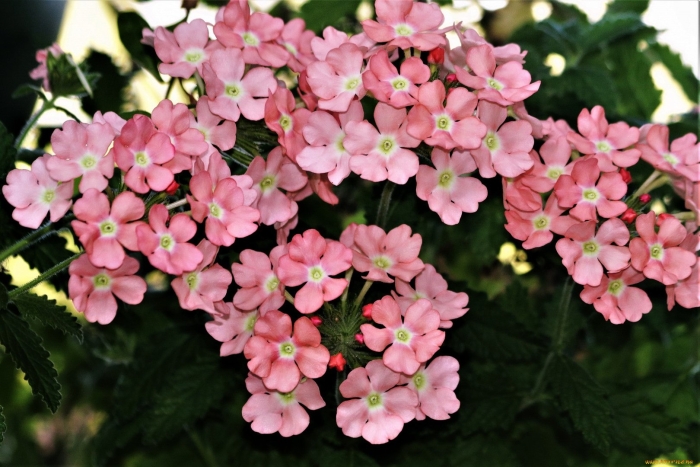 Вербена элизабет