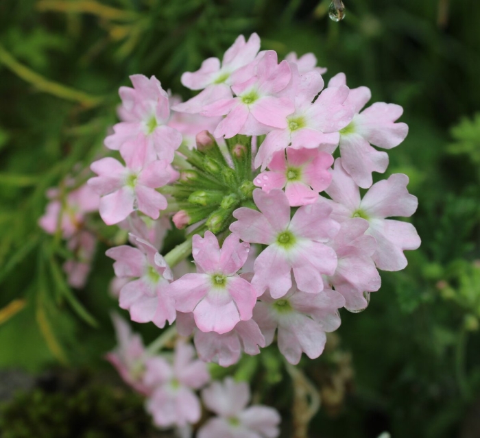 Вербена пинк