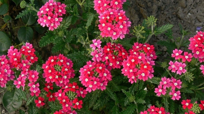 Вербена лантана