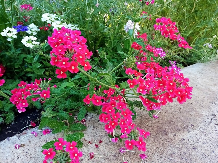 Вербена многолетняя ампельная