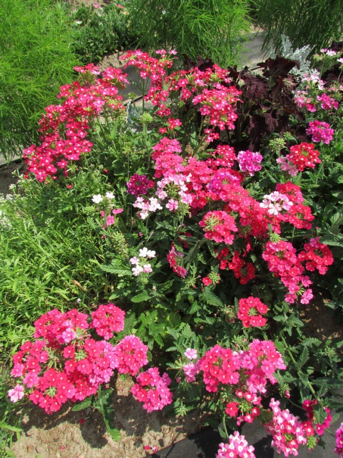 Вербена звездная пыль