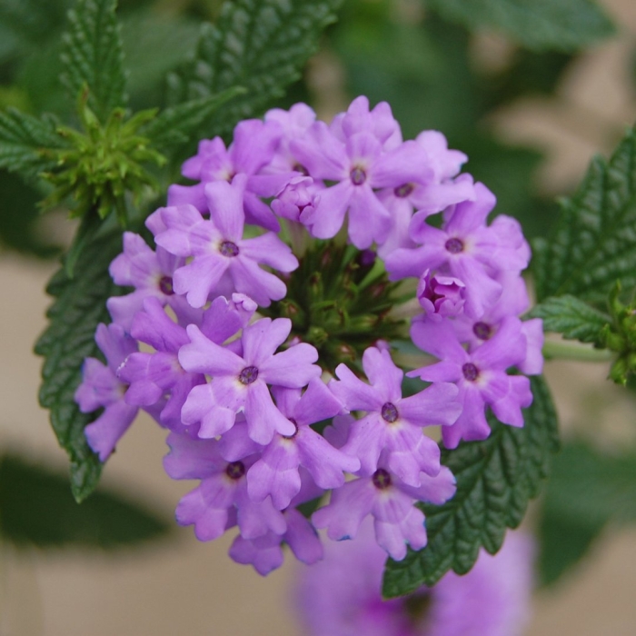 Вербена лилак