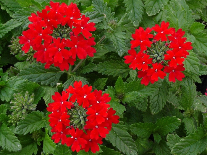 Вербена ампельная обсешн каскад скарлет