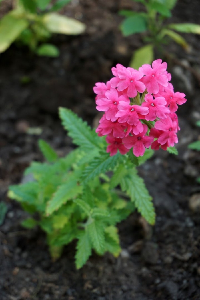 Вербена цветок комнатный