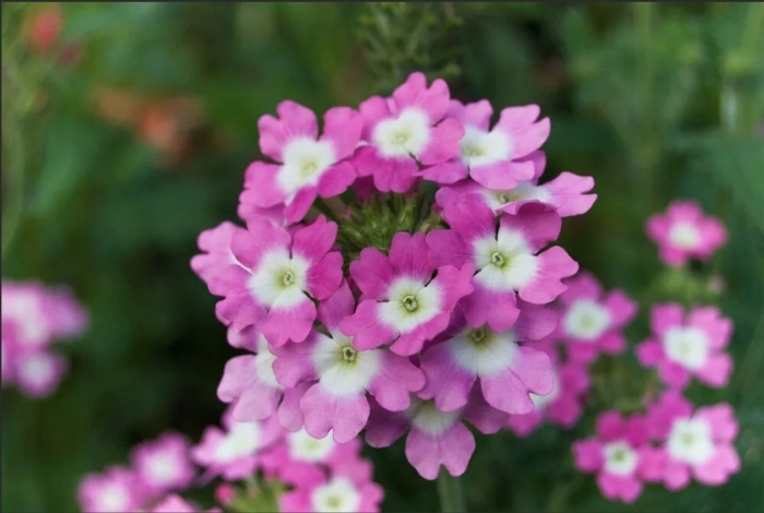 Вербена пинк биколор