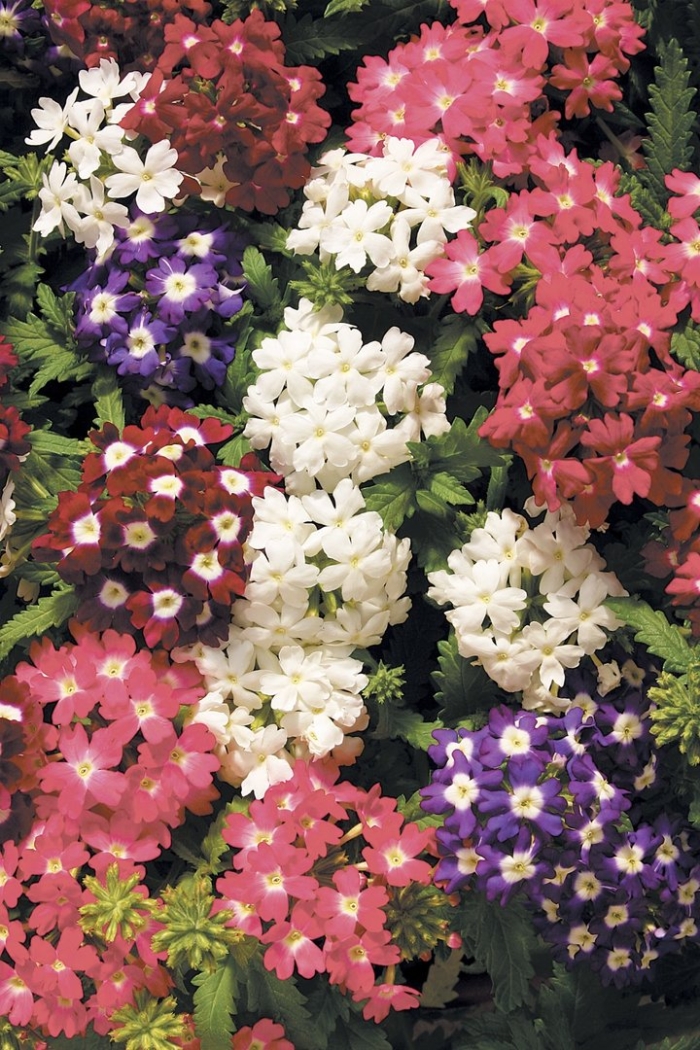 Цветок вербена