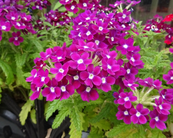 Вербена обсешн