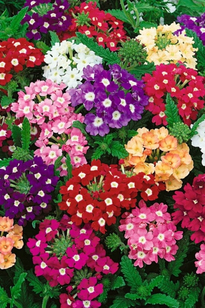 Вербена гибридная смесь