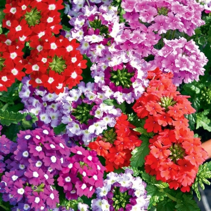 Вербена звездная пыль