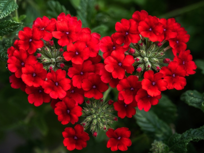 Вербена ред