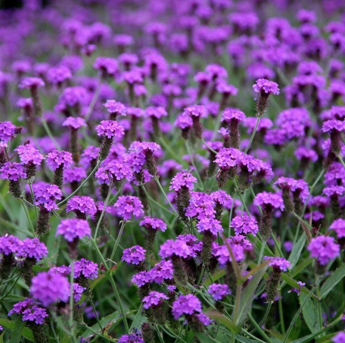 Вербена бонарская многолетняя