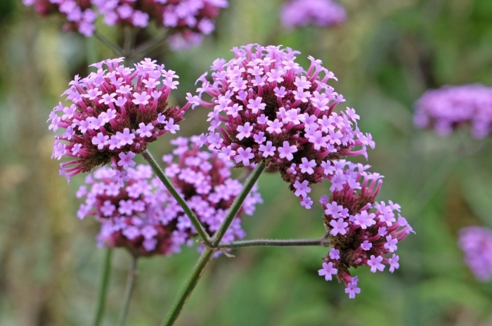 Verbena bonariensis