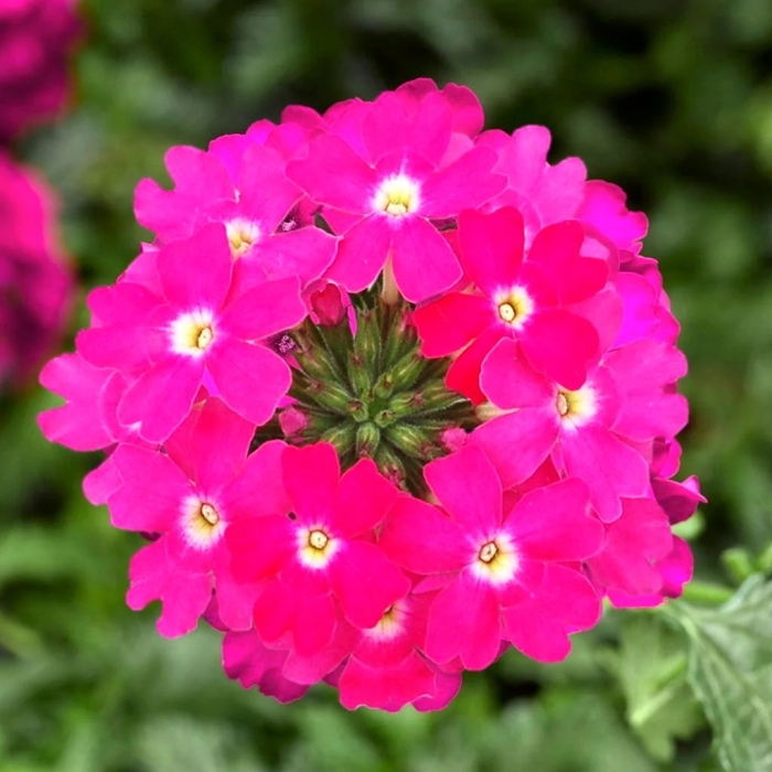 Вербена обсешн пинк