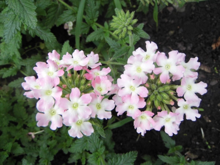 Вербена цветок многолетний или однолетний