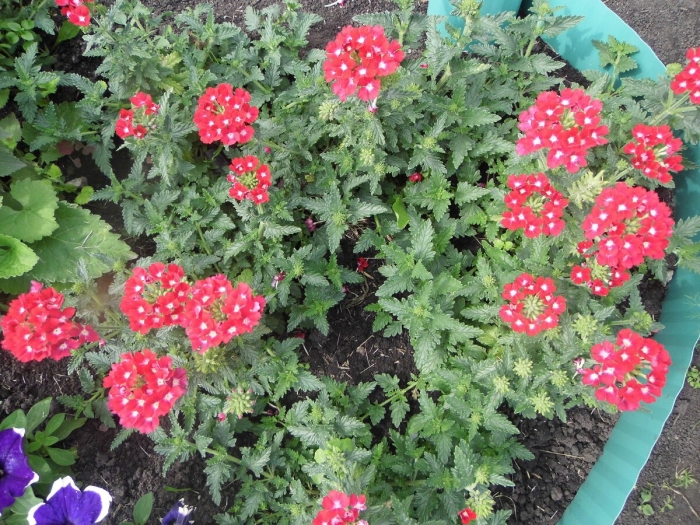 Вербена гибридная гранатовые звезды