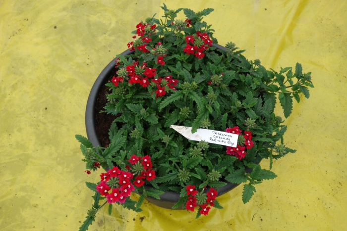 Вербена empress flair red