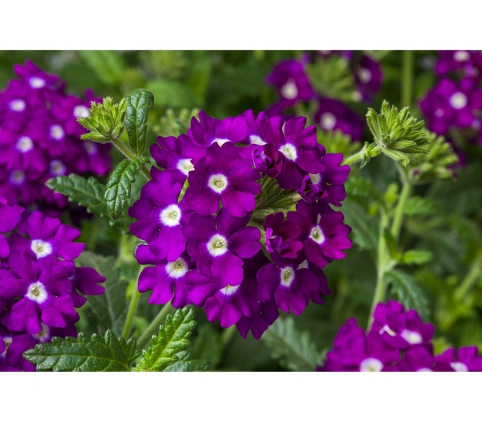 Вербена кварц блю