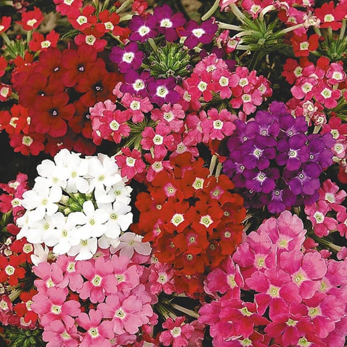 Вербена обсешн микс