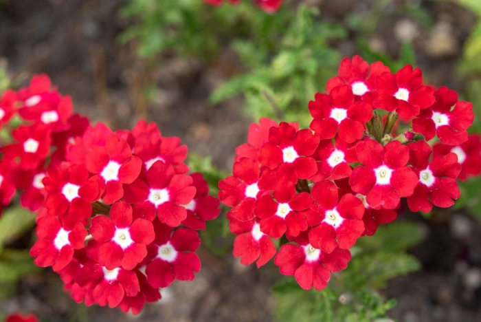 Вербена обсешн твистер ред