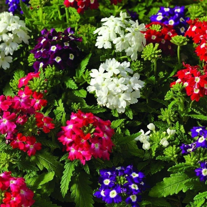 Вербена мамут